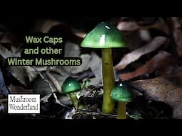 Wax Caps and Winter Mushrooms Jan 2025