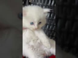 Blue eyes wali kitten for sale in Punjab