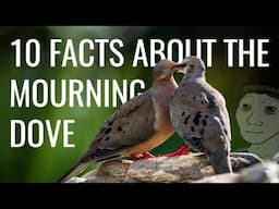 10 Facts About the Mourning Dove (Call/Song/Sound, Nostalgia, Extinction, Flying, Hunting, etc.)