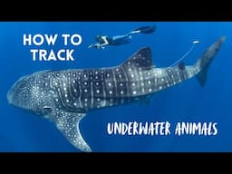 How To Track Underwater Animals