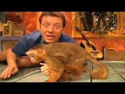 Zoboomafoo with the Kratt Brothers! CAPUCHIN MONKEYS | Full Episodes Compilation