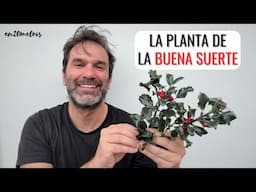 La PLANTA DE LA BUENA SUERTE: cuidados imprescindibles del acebo Ilex aquifolium holly || en20metros