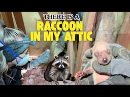 How to Handle a Raccoon in Your Attic | Wildlife Removal