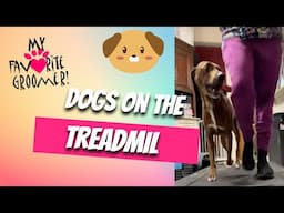 Treadmill exercise with rescue dogs // Watch to the End about Being Alone