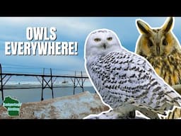 Rare Owl Encounters: Spotting Long-Eared and Snowy Owls!