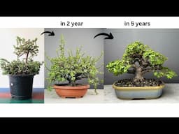 Making Thick Trunk Bonsai from Jade Plant | Pruning | Wiring | Repotting | Portulacaria