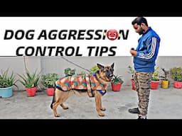 Dog Aggression Control Tips & Tricks (Dog Training Session 1)