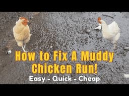 How to Fix A Muddy Chicken Run!   Easy - Quick- Cheap