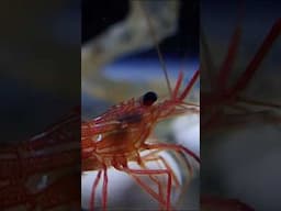 Meet the Peppermint Shrimp! #brstv