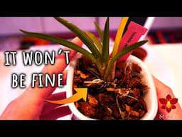 Never let your Orchid stay like this! - Repotting Orchid that will 100% dehydrate if left alone