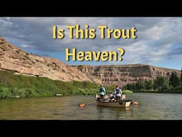 Colorado Brown Trout on Hoppers