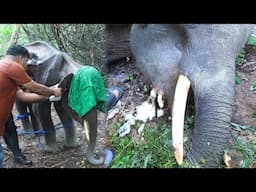 Young Tusker suffering with an Abscess Popped in the Mouth, gently treated by kind officers