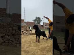 Biggest Muscular Rottweiler Dog #dog #dogs #rottweiler