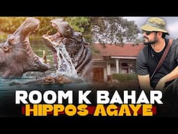 Room k bahar hippos agaye!