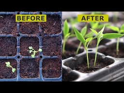 Seeds Not Growing? You MUST Do THIS!!