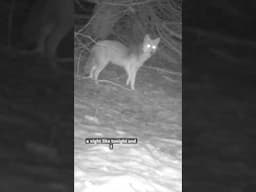 Coyotes Visit a Poultry Farm