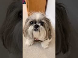 Shih Tzu Dog With the Frizzies ⚡️Wants to Come Inside For a Treat 🍖 #shorts #shihtzu