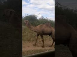 #ytshorts #shortsfeed #shortvideo #animals #ytshortsvideo #camel