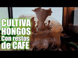 Como cultivar HONGOS a partir de RESTOS DE CAFE y podas de MAIZ || Bananafabric