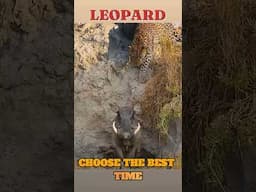 Danger: The leopard is hiding behind the wild boar #shorts #leopard #wildboar #trending #viralvideo