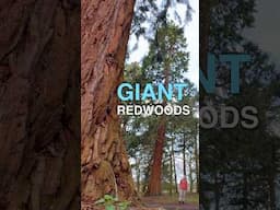 America’s Giant Redwoods are Thriving in Britain