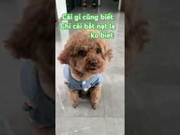 chỉ cái bắt nạt là không chịu sửa # shorts # funny