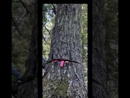 Cutting Down a Big White Fir Tree Short Chainsaw Bar