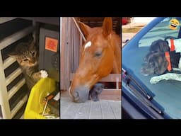 Funny ANIMALS videos 😅 Funniest CATS😺 and DOGS🐶 2024