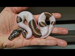 Incredible Hatchling Black Pastel Piebald Ball Python!