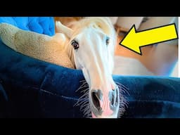 Horse With Deformed Face Was About To Be Put Down, Then Vet Did The UNTHINKABLE!