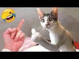 When startled dogs and cats fall backwards 😂 it's very funny 😻