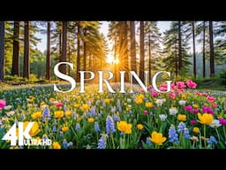 Amazing Spring Scenery 4K - Peaceful Nature Relaxation Film with Calm Piano Music