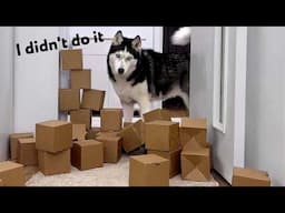 Huskies Destroy the Wall! Dogs And Cats Compete In Overcoming an Impassable Obstacle