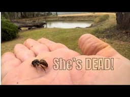 I Found a Dead Queen Bee Outside my BIGGEST HIVE! - What Now?