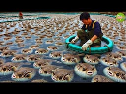 Pufferfish Farming | The Amazing World's Largest Pufferfish Farm |Largest Fugu Fish Farming in China