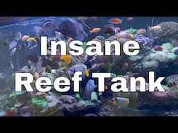 The Best Reef Tank I’ve Ever Seen - Day 18