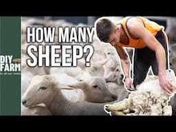 HOW MANY SHEEP CAN YOU SHEAR IN 24 HOURS?