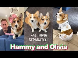 *1 HOUR* Funny Hammy and Olivia TikTok Compilation - Best Hammy & Olivia Corgi TikToks of 2022