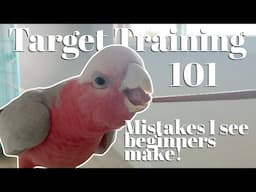 Most Important Tool in Parrot Training | Target Training 101