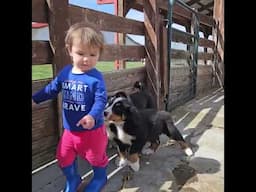 Bernese Mountain Dog Puppies at Goat Milk Stuff