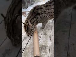 Sushi the Fishing Cat LIVE || The Wildcat Sanctuary