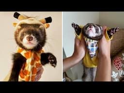 Super Funny Ferrets Videos - Don't Try To Hold Back Laughter | Cool Pets