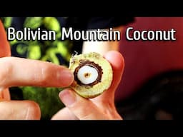 This Coconut Relative is Endangered... and Adorable - BOLIVIAN MOUNTAIN COCONUT