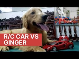 Ginger the Golden Retriever VS RC Car