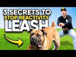 How to stop my dog from barking at other dogs on walks! Reactive Dog Tutorial