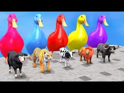 5 Giant Duck Cartoon,Cow,Elephant,Tiger,Lion,Dinosaur,Paint Wild Animals Crossing Fountain Animation