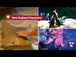 Dive into Fun: Harvard Students Explore the New England Aquarium!