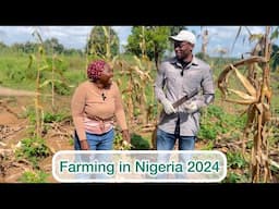 Farming maize in Nigeria 2024 || how to farm maize in Nigeria