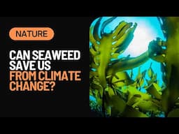 Unveiling Seaweed's Hidden Benefits for the Environment