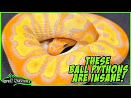 AMAZING EUROPEAN BALL PYTHON MORPHS!